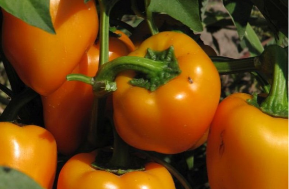 Ошибки летнего ухода за перцем, которые снижают урожай