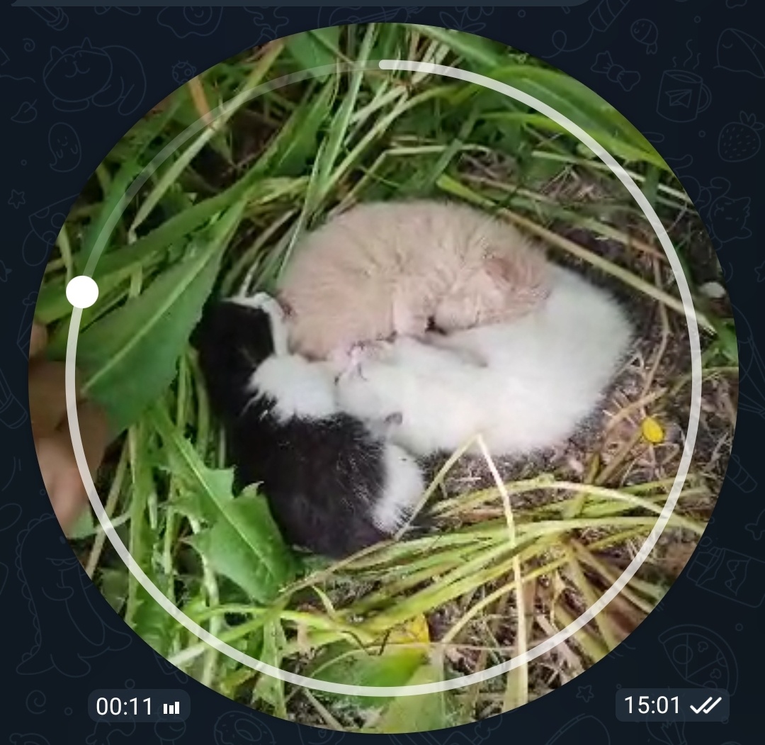 Ну вот что за милота