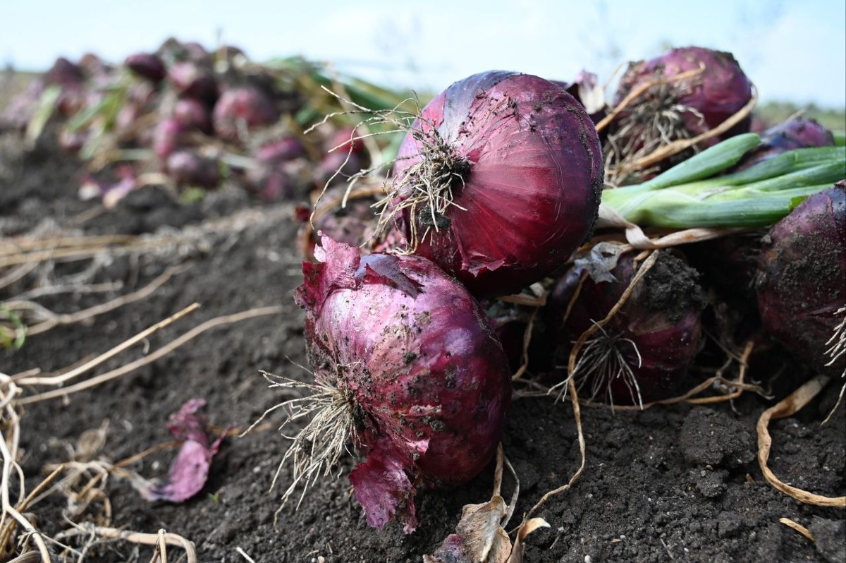 Фото: Гала Амарандо