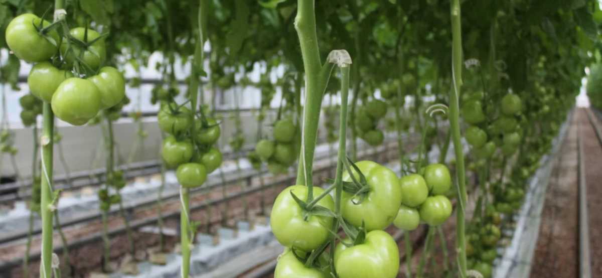 Удаление нижних листьев