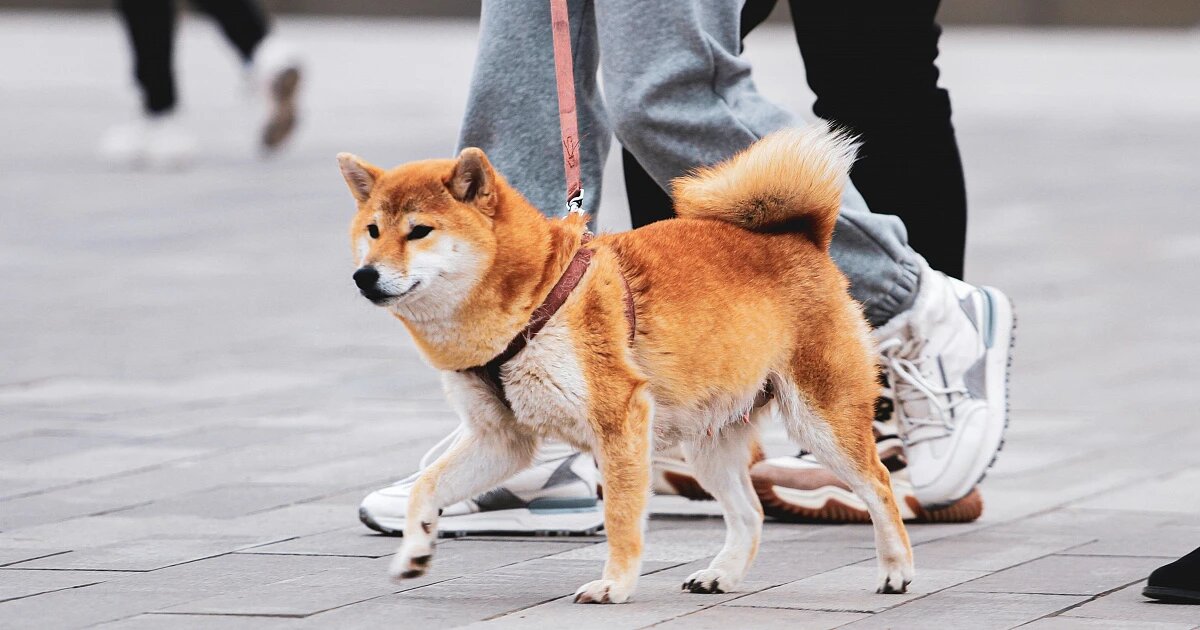 Фото: Michael Myers / Unsplash