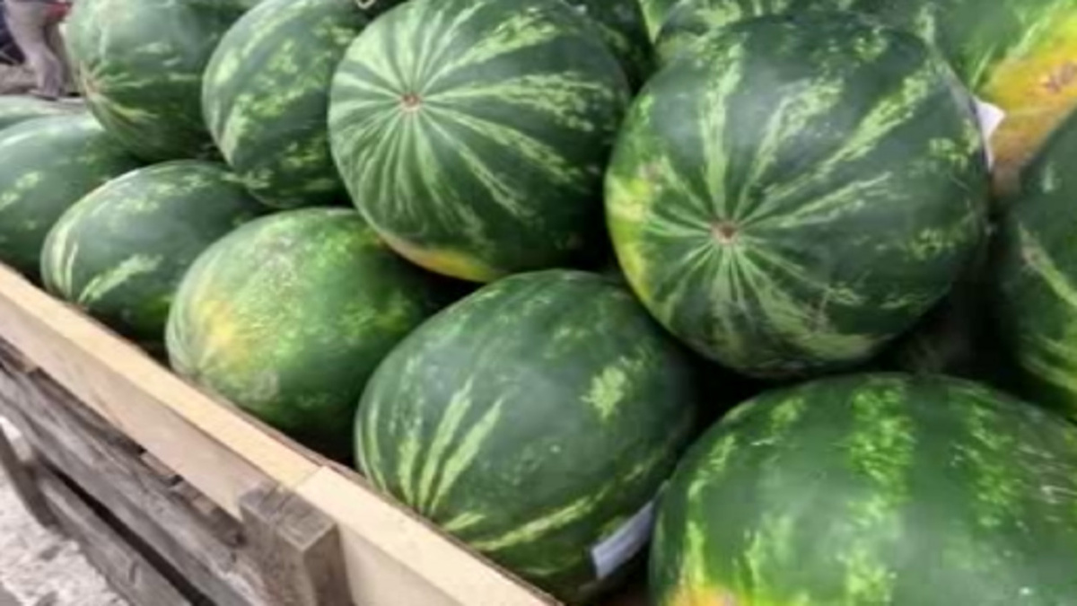    В Курске с началом июля на прилавках города появляются первые арбузы.
