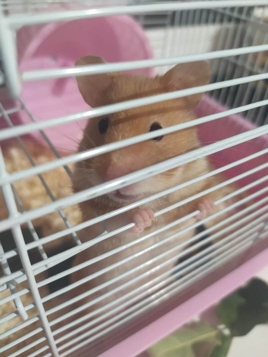 Первое домашнее животное