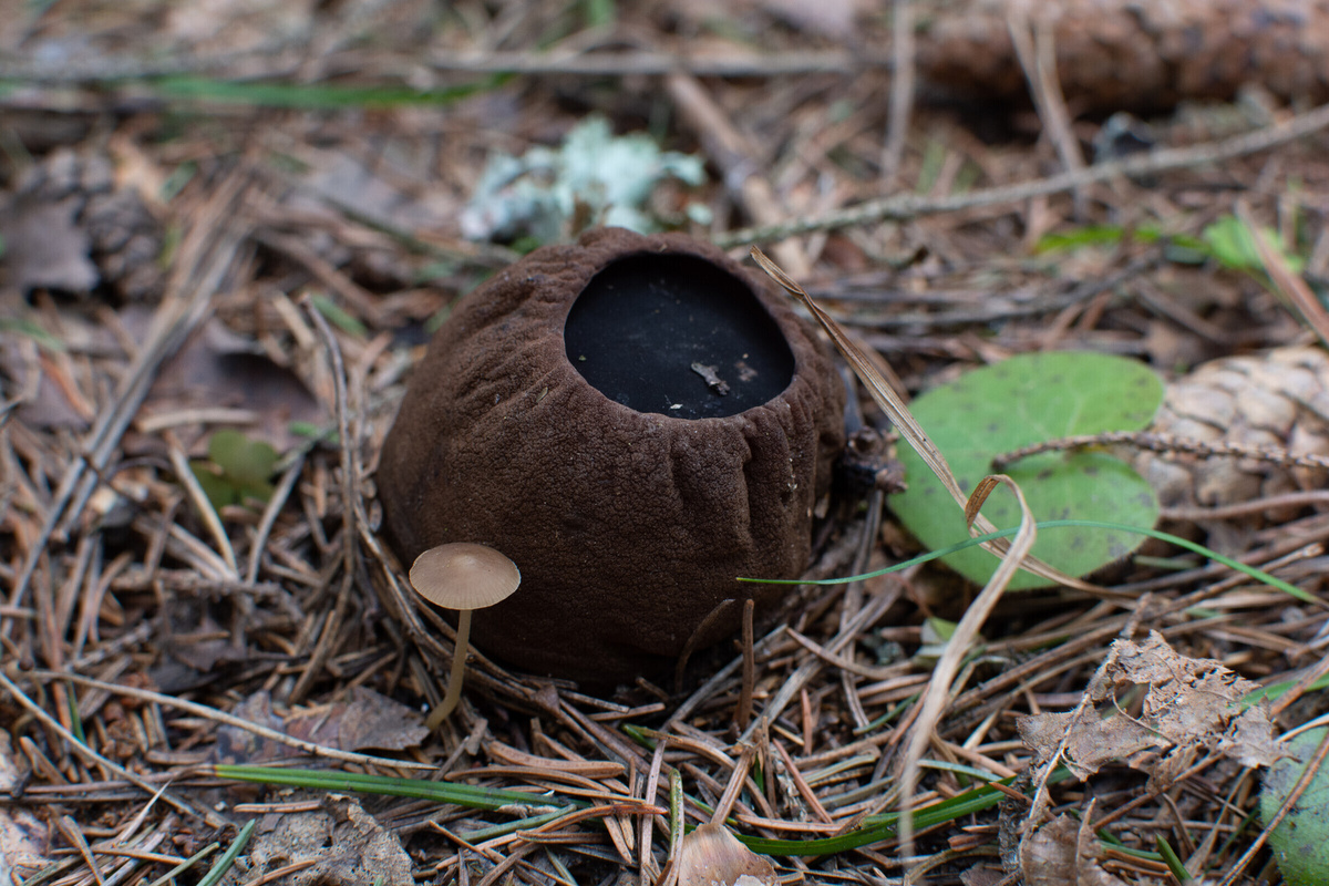 Вот сухопутная саркосома и этот маленький грибок — это стробиллюрус (шишколюб) съедобный (Strobilurus esculentus). Фото Мои грибы, моя рыбалка.