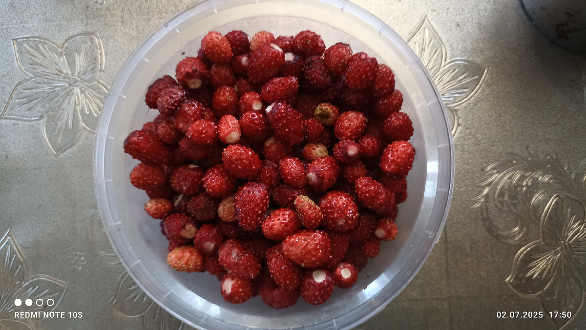 Ягоды лесной земляники. Фото автора.