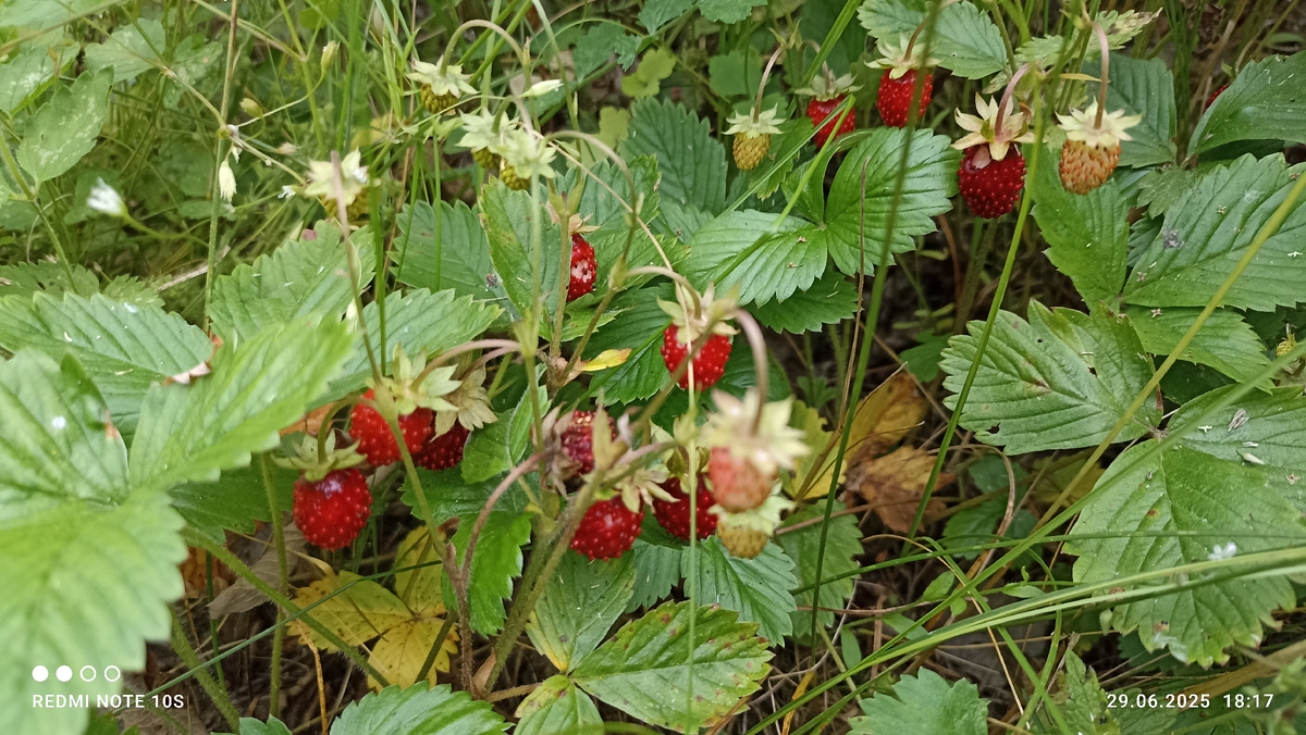 Земляника в лесу. Фото автора.
