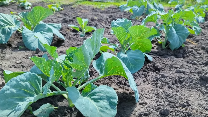 Переросшая капуста с огромными листьями