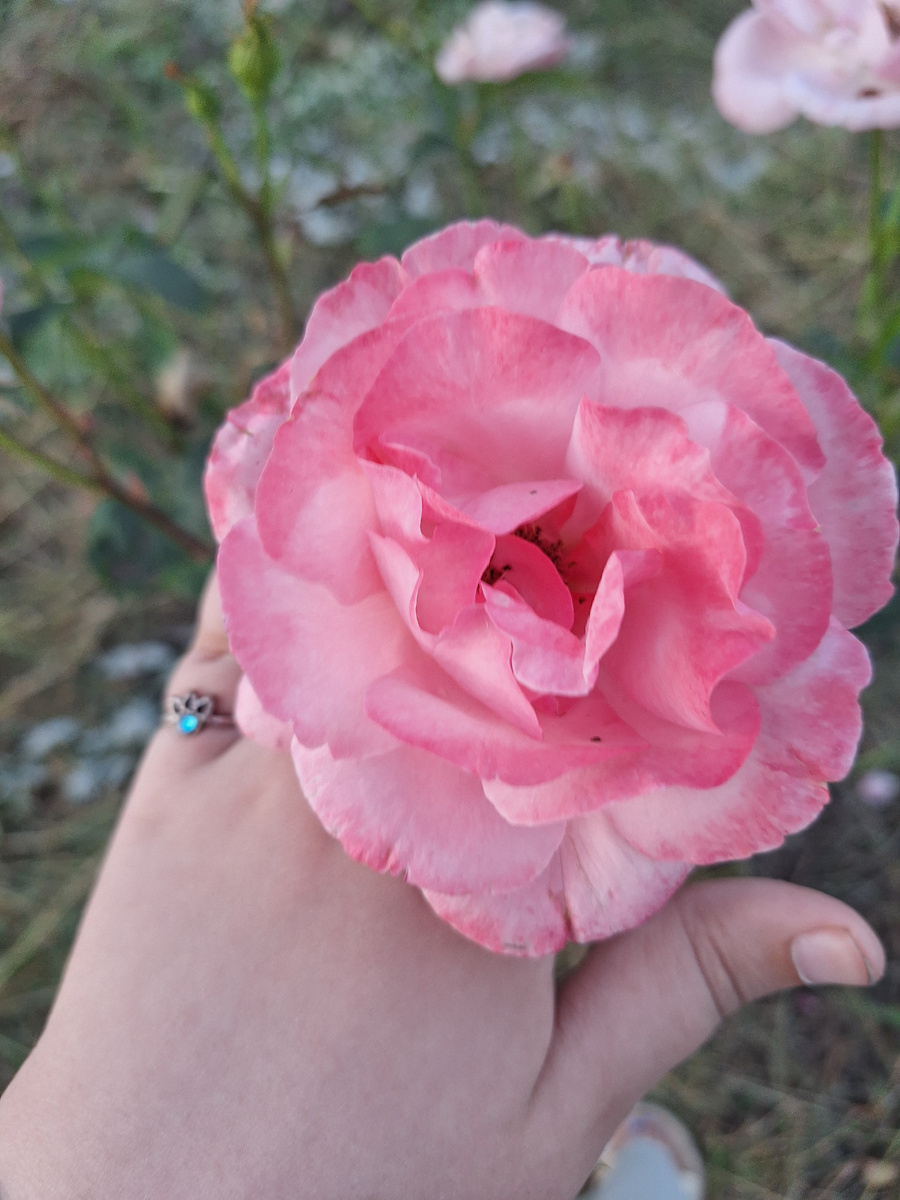 Роза из нашего цветника