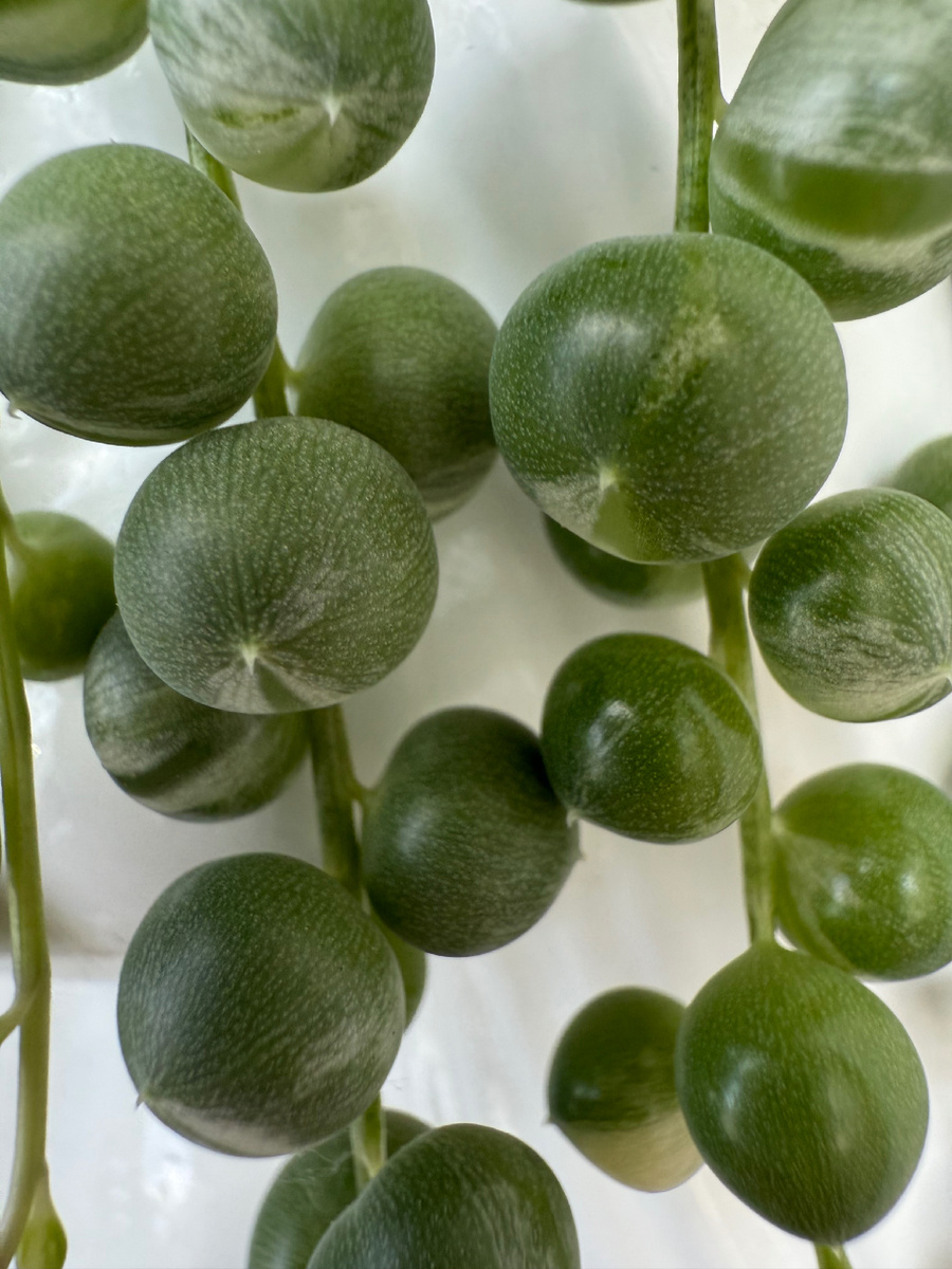 Крестовник Роули Вариегатный