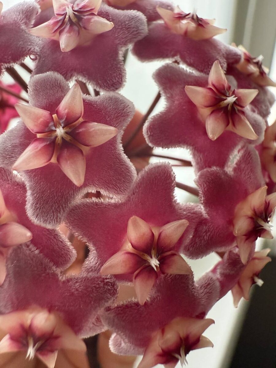 Хойя публикалис