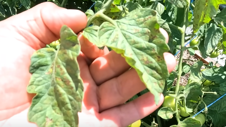 Результат паники - так выглядят листья после избыточных подкормок и обработок