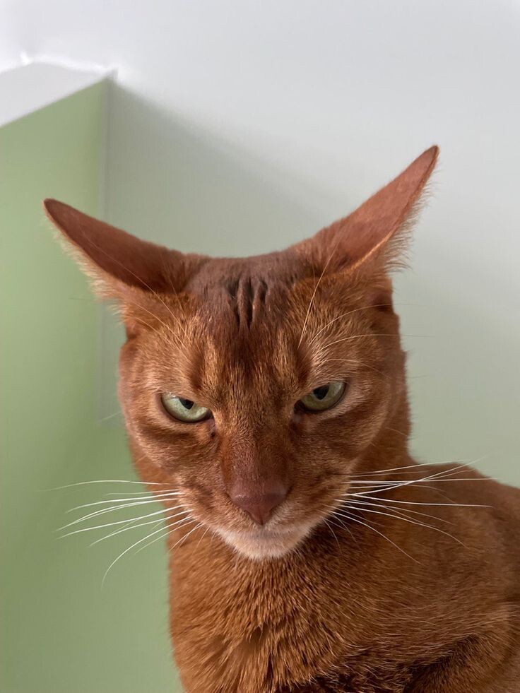 Примерно такая морда была у Барсика, когда он смотрел на нас из переноски