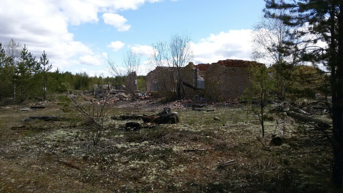 Часть маршрута проходила через огромную вырубку и развалины комплекса, из которого в советские времена и проводилось управление вырубками в окрестностях. Там мы наблюдали за сукцессией — естественным восстановлением леса в несколько стадий (фото автора).