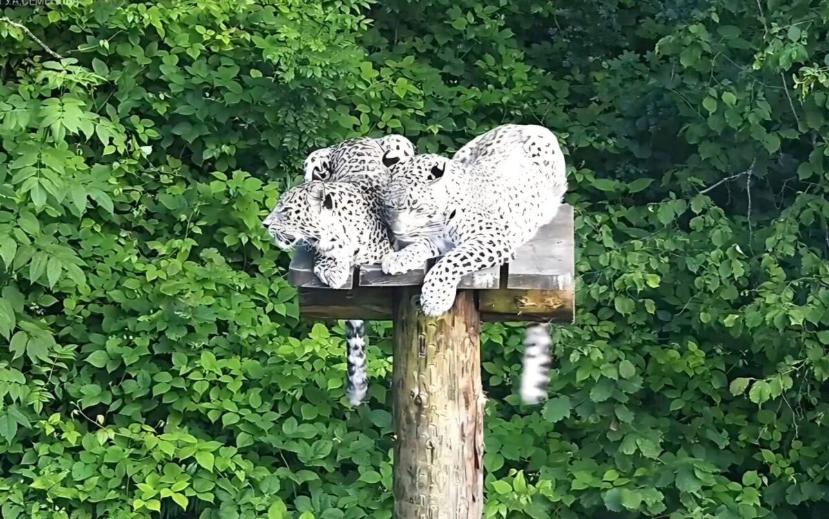 Фото: Сочи №1 / Telegram