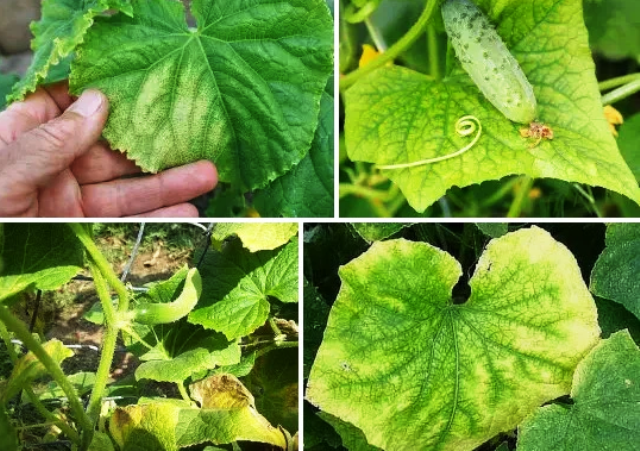 Почему желтеют и сохнут листья огурцов в теплице