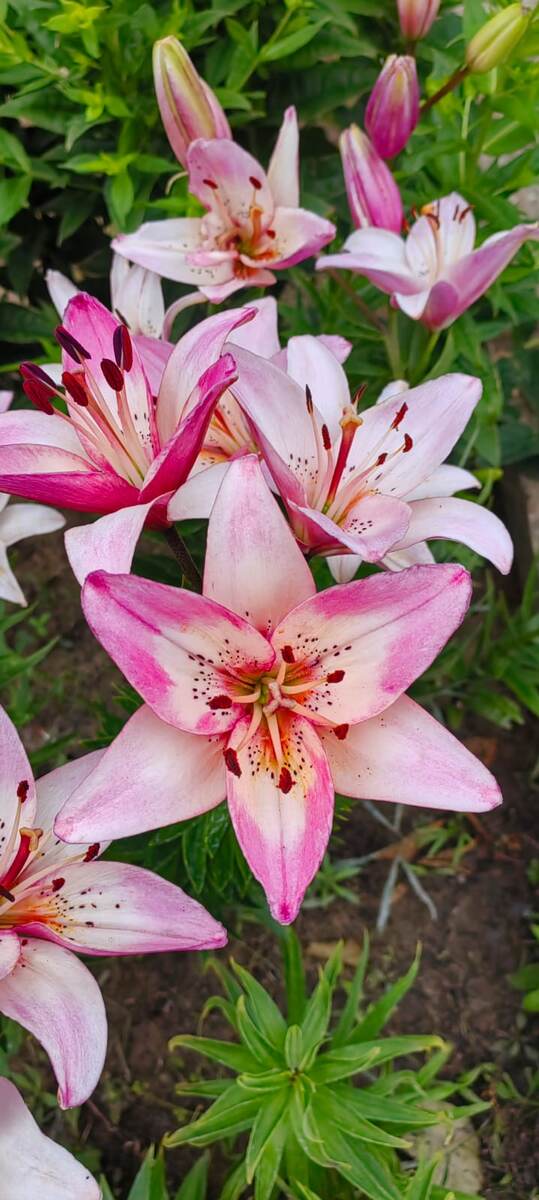 Вот такие мои красавицы в самый пик цветения)))))