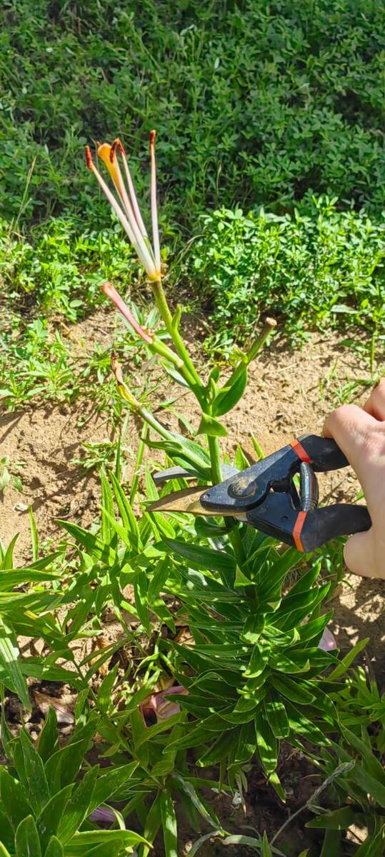 Обрезаю острым секатором строго горизонтально точно под каждым соцветием.