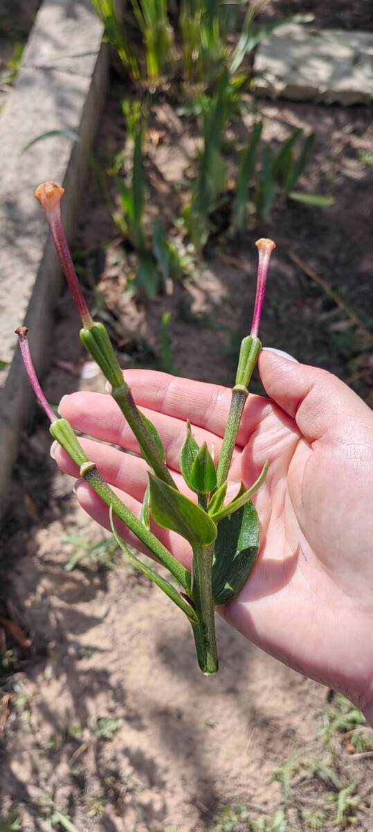 Вот такие вершки срезаю после цветения.