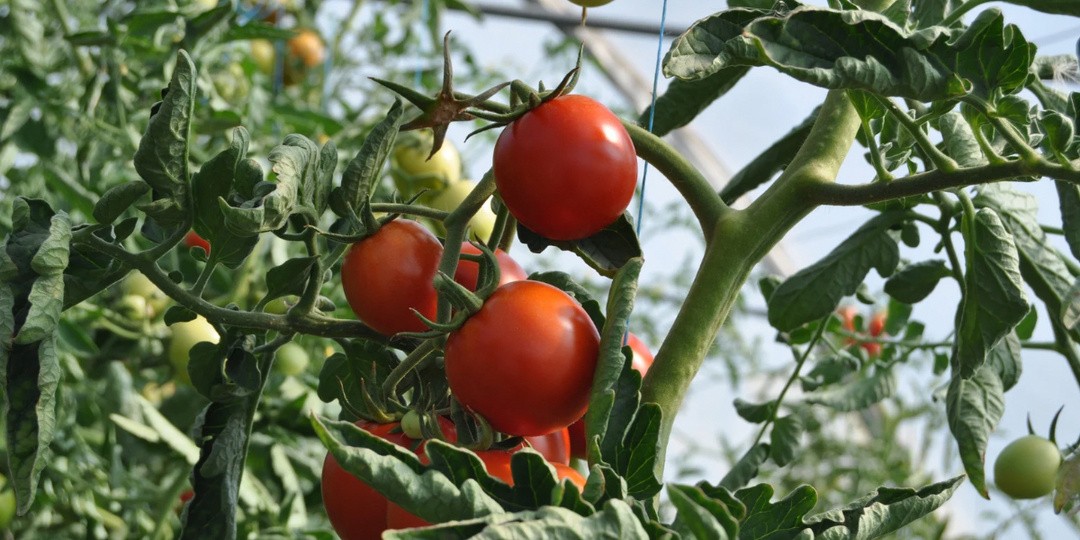 Почему скручиваются листья у томатов: руководство по диагностике и лечению