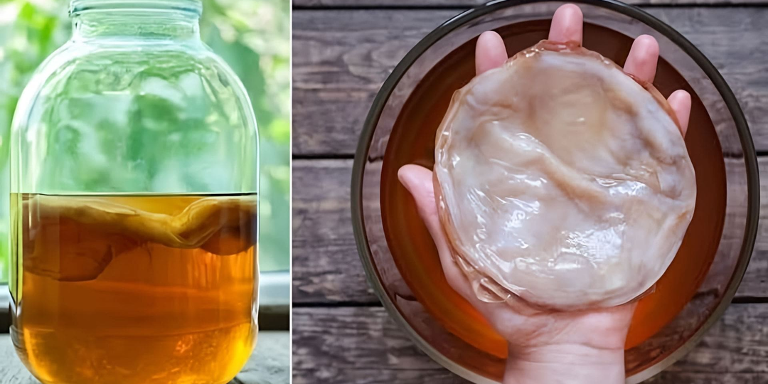 Как удобрять огород настоем чайного гриба и как это повышает урожай