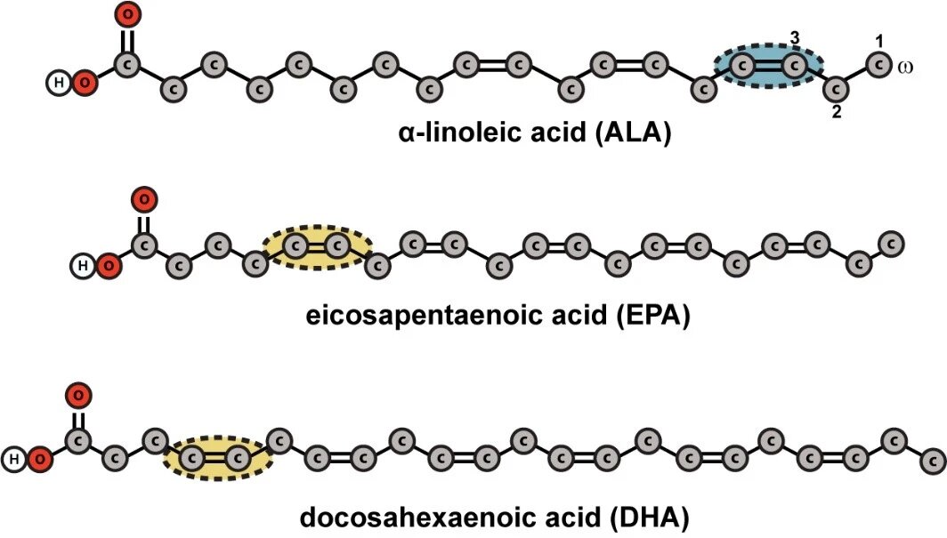 Вот так они выглядят, спасибо за картинку сайту https://misciwriters.com/2018/03/14/are-omega-3-fatty-acids-healthy/