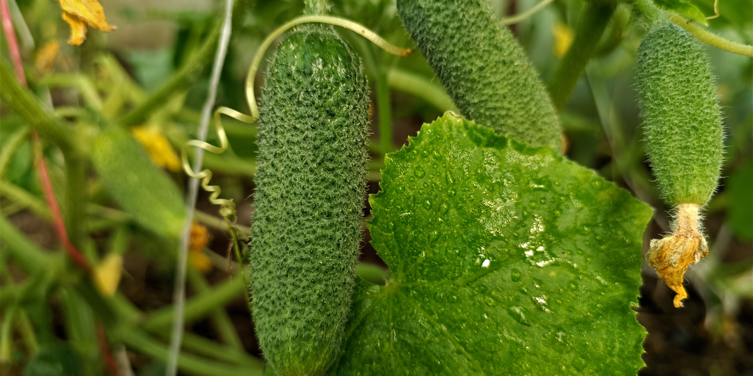 Формирование огурцов в теплице: секреты большого урожая с каждого куста