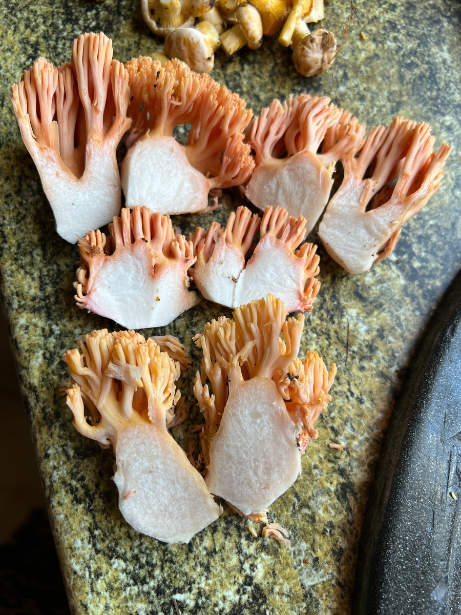 Вот такие грибочки прикольные. Собираю, отвариваю и замораживаю, чтобы зимой сделать салат с креветками, сочетаются и по виду и по смыслу эти продукты, и вид необычный.