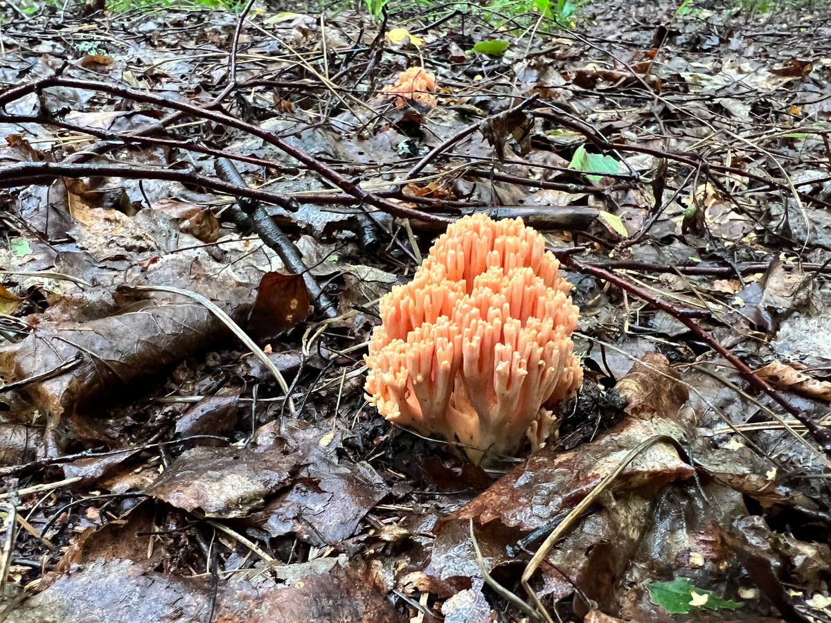 Рамария. До сих пор не знаю, какой вид.  По внешности - рамария красивая, но совершенно не горчит, вкусная и интересная на вид - листайте.
