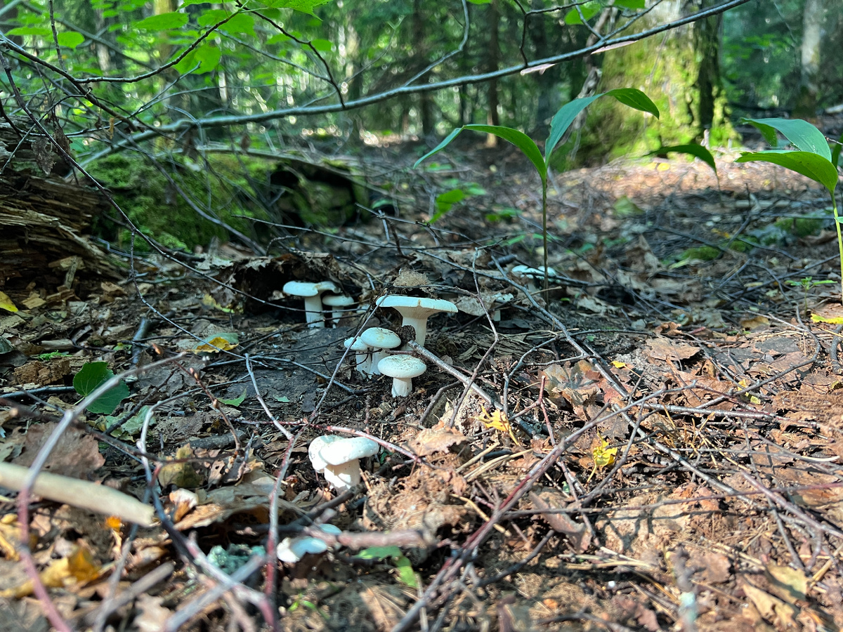Грузди перечные. Не самый вкусный гриб, но при хорошей готовке очень ничего)) Имеет массу достоинств! Обилный, урожайный, нечервивый, никто не собирает, стандартные небольшие грибы можно легко набрать на засолку, и уже к середине августа уже готовы соленые грузди.   