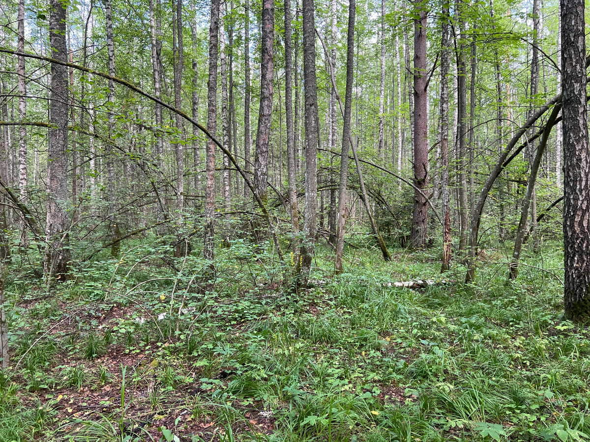 Вот эти "арки" из орешника прячут под собой много чего интересного.