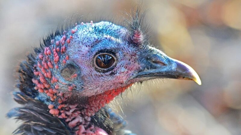     Индейка. Открытые источники в Интернете