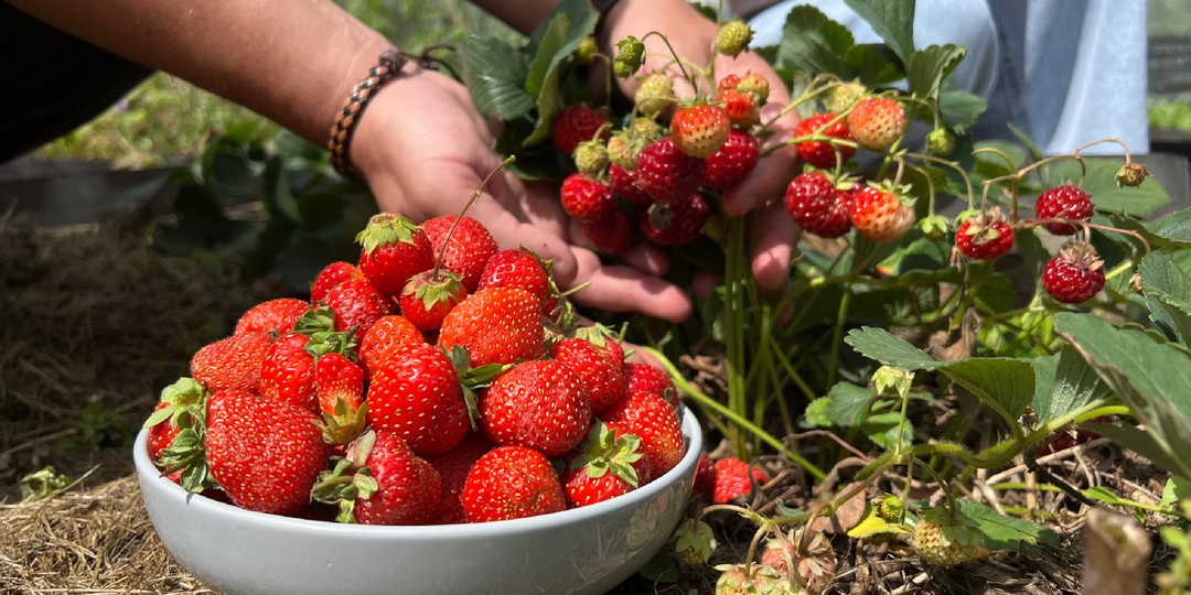 Середина лета: не время для отдыха, а для тонкой настройки в саду и огороде