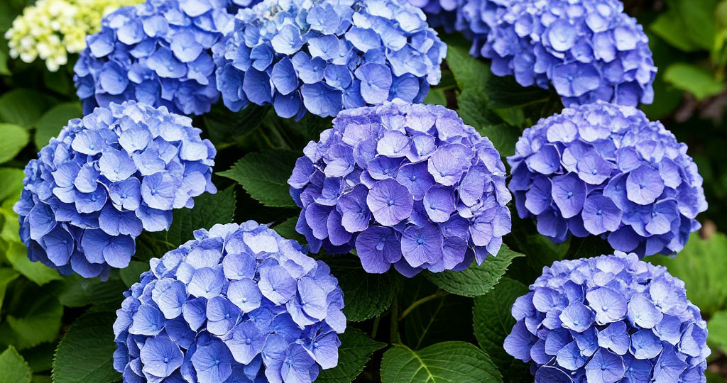 Гортензия: посадка и уход для роскошного цветения!