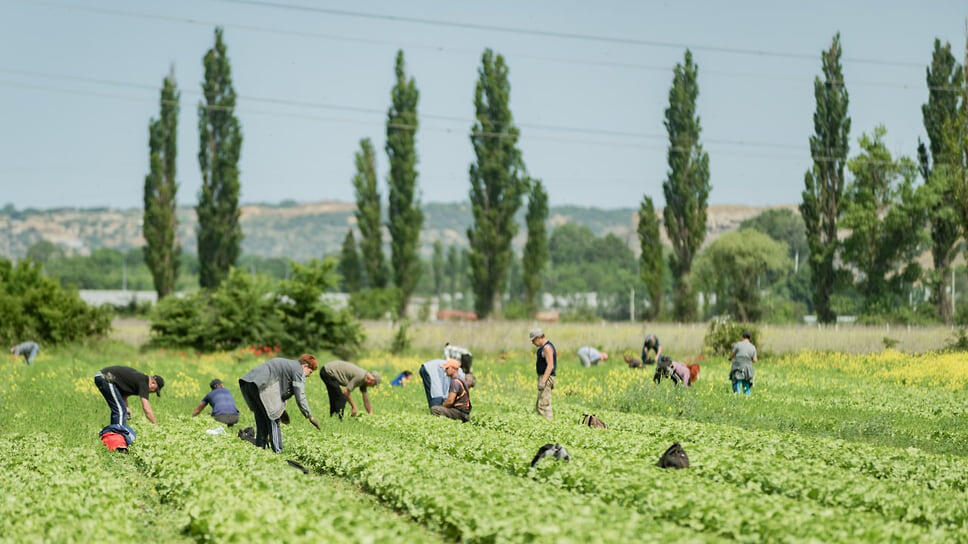 Фото: Telegram-канал губернатора Севастополя Михаила Развожаева