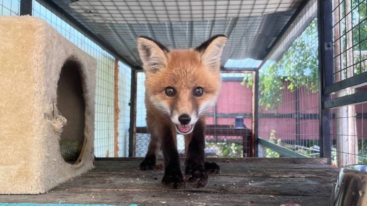    Лисенок по кличке Дашенька. Фото: Яна Джус / «Ямал-Медиа»
