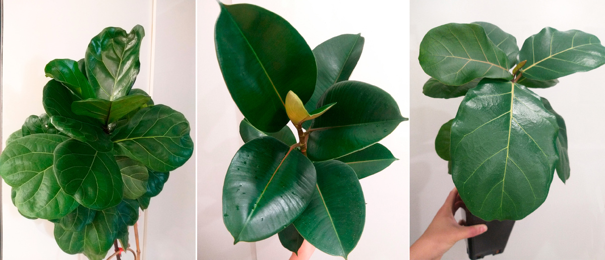 Фикус Лирата Колумнарис, фикус эластика Робуста, фикус Лютея