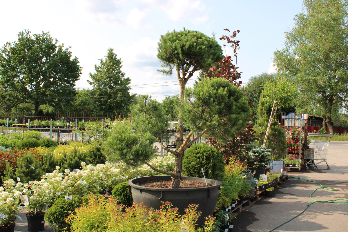 Бонсай сосны обыкновенной