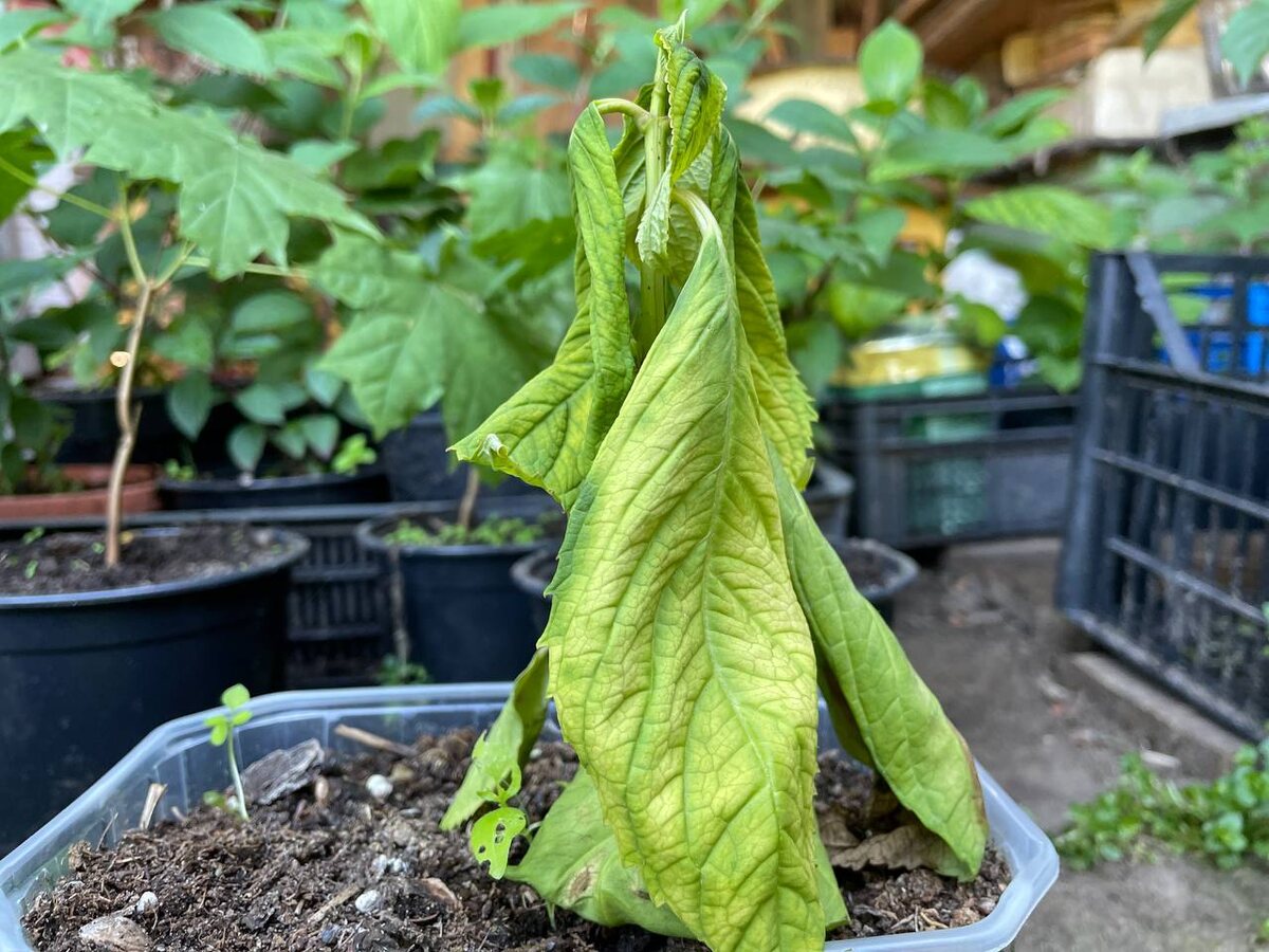 У гортензии увядают листья. Фото автора