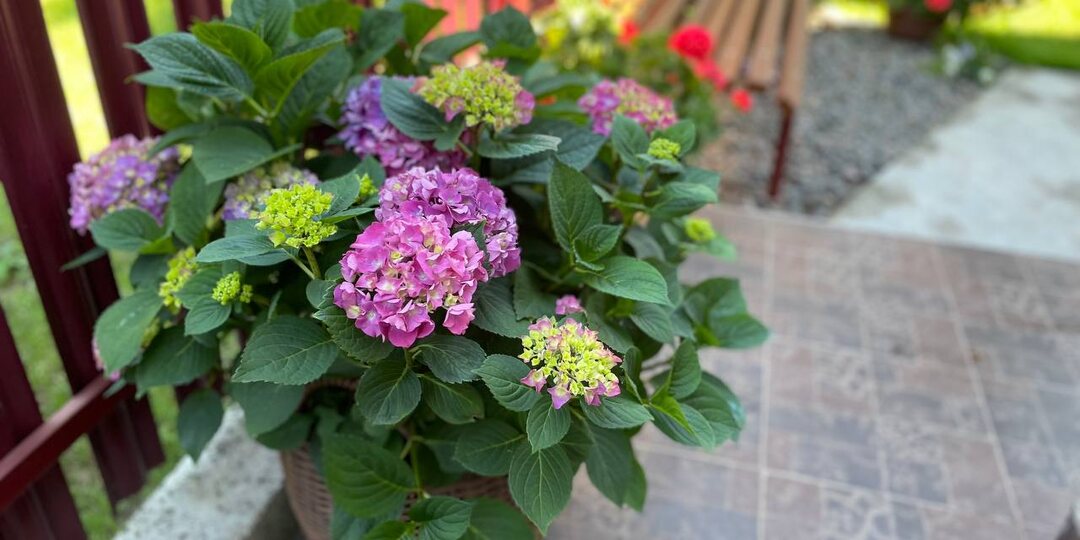 У гортензии постепенно вянут листья, а потом увядает весь кустик – как спасать