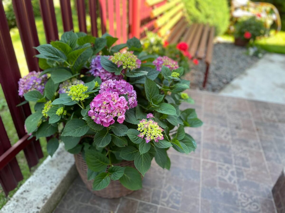 Крупнолистные гортензии распускаются. 3.06.25. Фото автора 