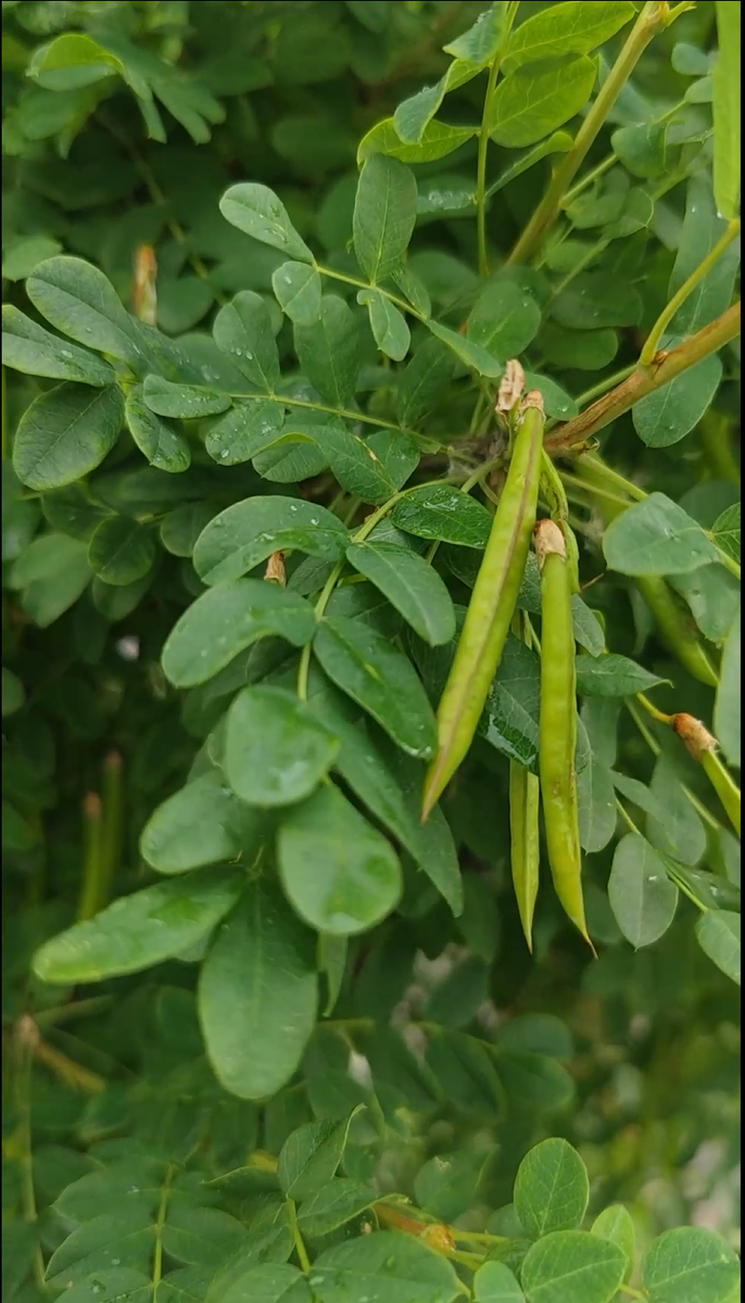 Карагана древовидная