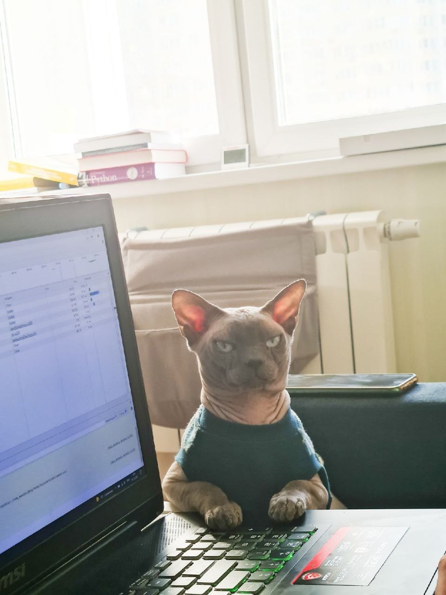 "Да, я такой!" Эта фотография даже выиграла конкурс на моей предыдущей работе "Как домашние питомцы помогают вам в работе" и мы получили мешок сухого корма.