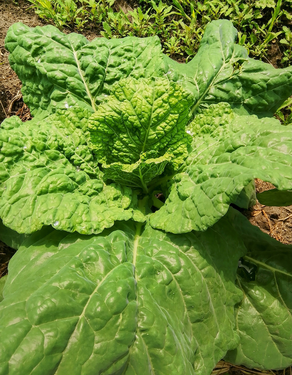 Савойская невероятно красиво выглядит 