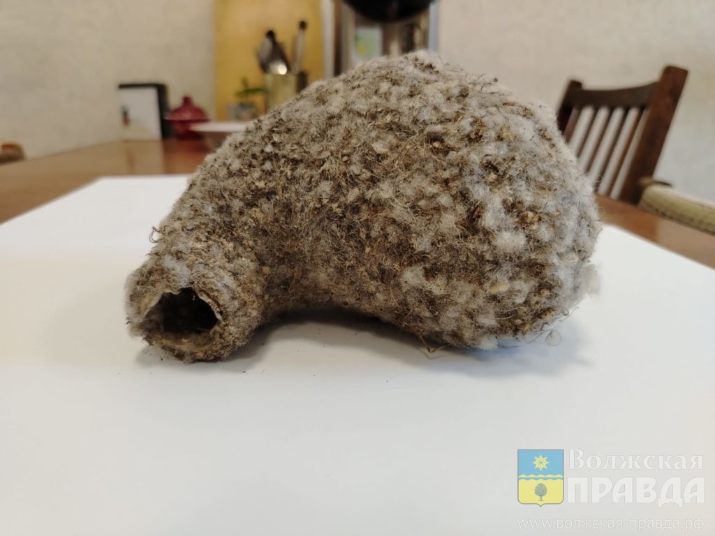     Птаха в маске Зорро: у какой птицы в Волгоградской области гнездо как пушистое яйцо
