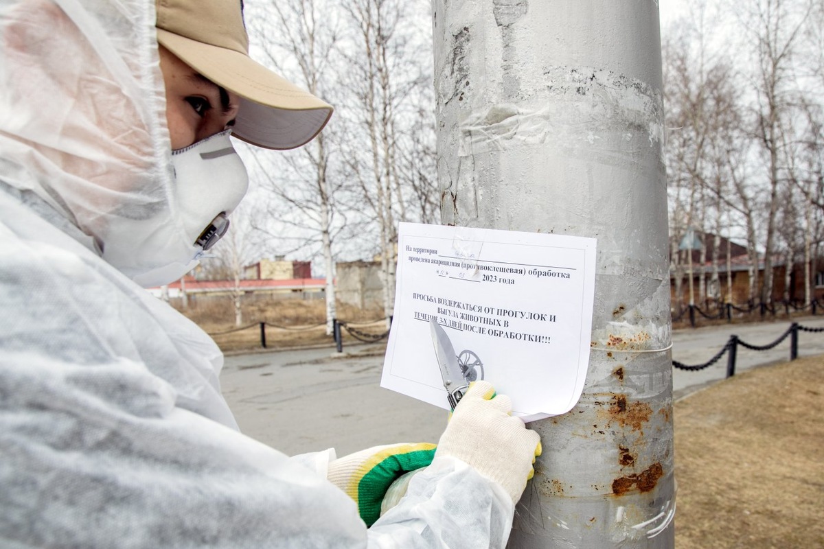    Клещи атакуют Сургут