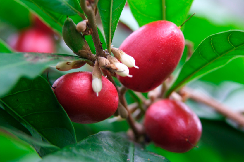 Фото: Elena Regina / Flickr