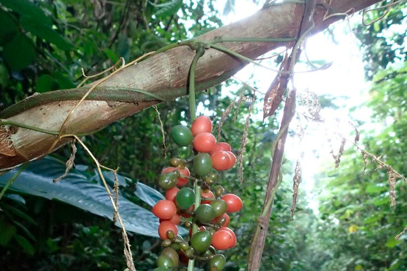    Ягода серендипити    
Фото: Bruno Senterre / Flickr