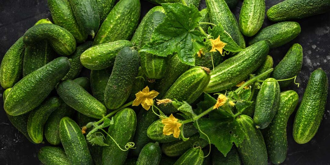 Подкормка огурцов в июле: чем, когда и как удобрять для максимального урожая