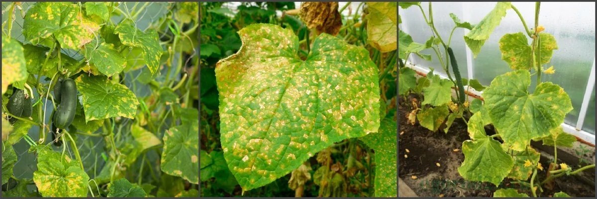 Пероноспороз