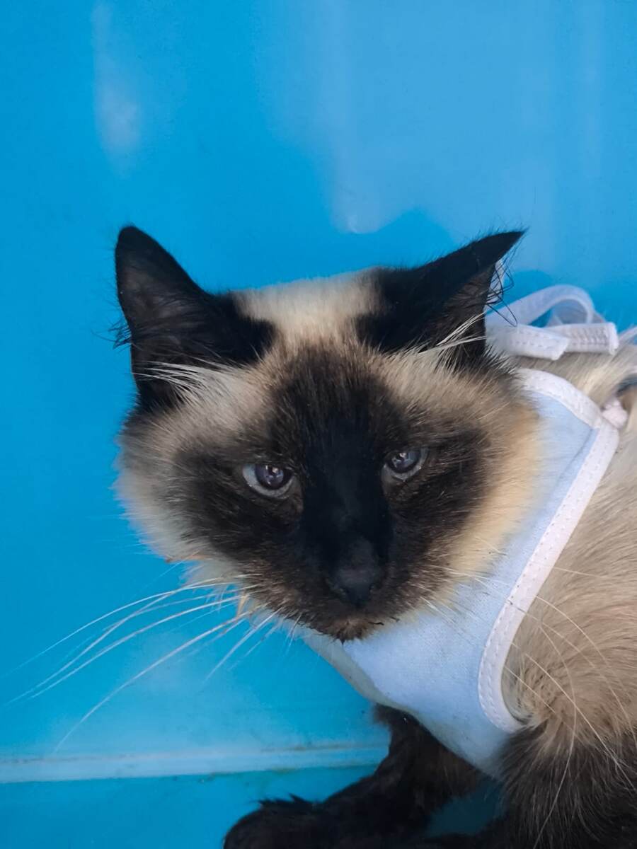 Когда-то она была домашней. Но возможно, она об этом уже и не помнит